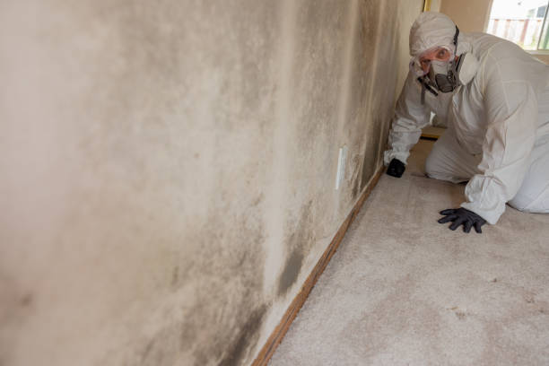 Best Environmental Consulting for Mold Prevention  in Lynnville, IN
